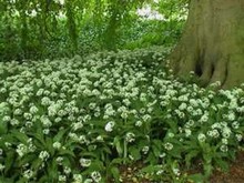 Wild Garlic in the green - Allium Ursinum